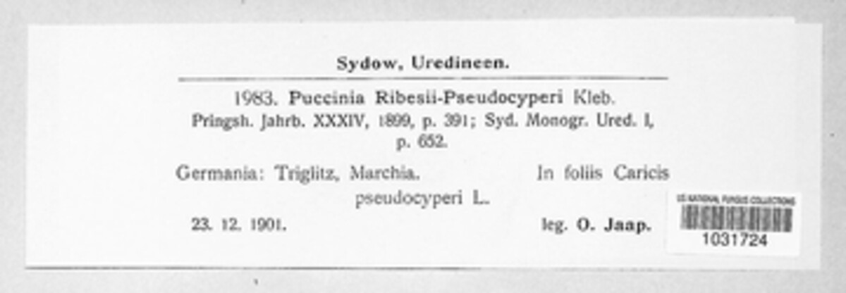 Puccinia ribesii-pendulae image